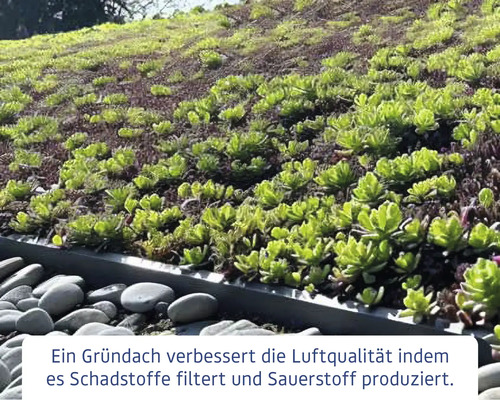 Ansicht eines begrünten Daches mit Pflanzen und Steinen