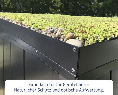 Detailaufnahme eines Gerätehausdachs mit extensiver Begrünung, Sedumpflanzen und Kies