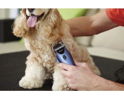 Eine Person benutzt eine Tierhaarschneidemaschine an einem Hund.