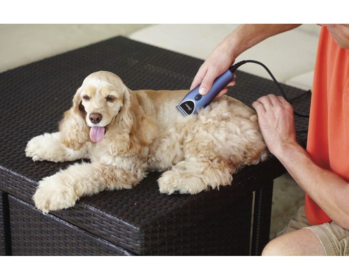 Ein Cocker Spaniel wird mit einer elektrischen Haarschneidemaschine geschoren.