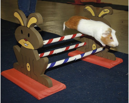 Meerschweinchen springt über Hindernis im Hasen-Design