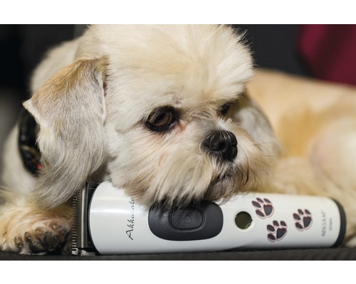 Chien avec tondeuse pour l''entretien du pelage