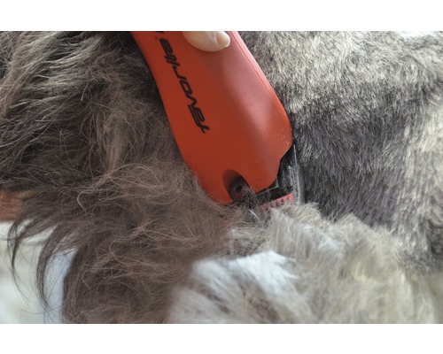 Eine Fellschermaschine wird am Fell eines Hundes verwendet.