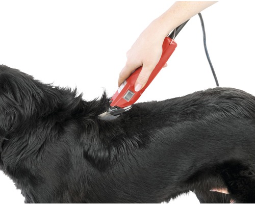 Une personne coupe les poils d''un chien avec une tondeuse.