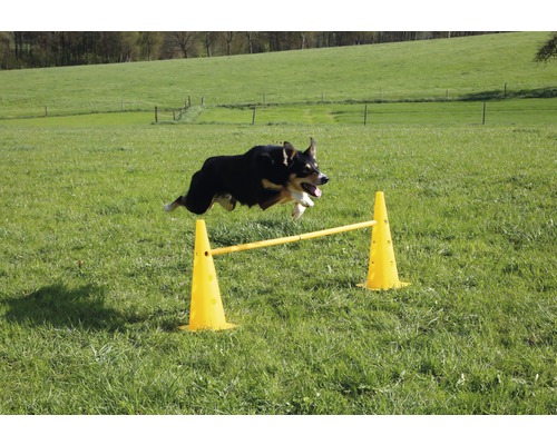Un chien saute par-dessus une haie jaune dans un pré.