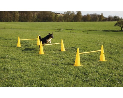 Chien sautant par-dessus un parcours d''obstacles jaunes dans un pré.