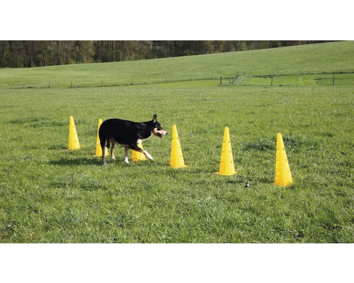 Un chien s''entraîne au slalom avec des cônes sur une prairie verte.