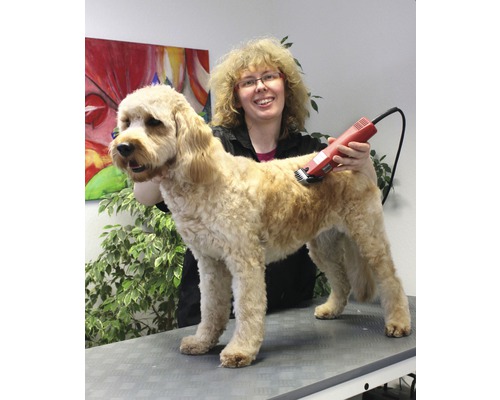 Une toiletteuse coupe le poil d''un chien avec une tondeuse.