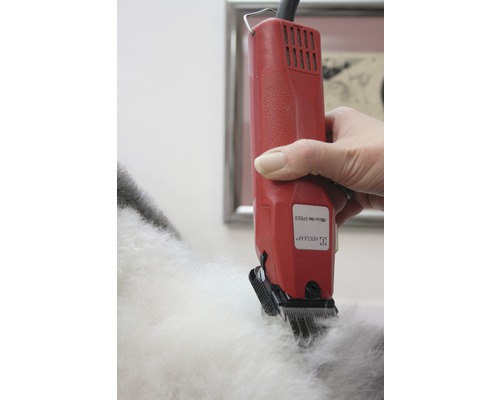 Une main utilise une tondeuse électrique pour couper la fourrure d''un animal.