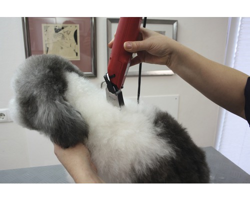 Tondeuse coupant le pelage d''un chien