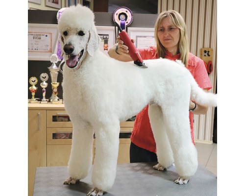 Une femme coupe les poils d''un caniche avec une tondeuse.