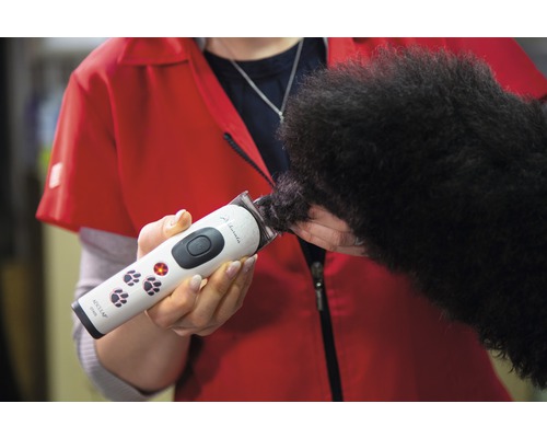 Une personne coupe le pelage d''un chien avec une tondeuse pour animaux.