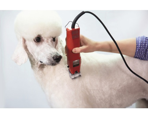 Toilettage d''un caniche avec une tondeuse pour animaux