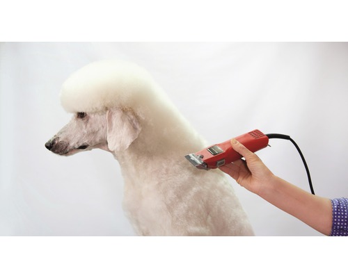 Caniche tondu avec une tondeuse électrique