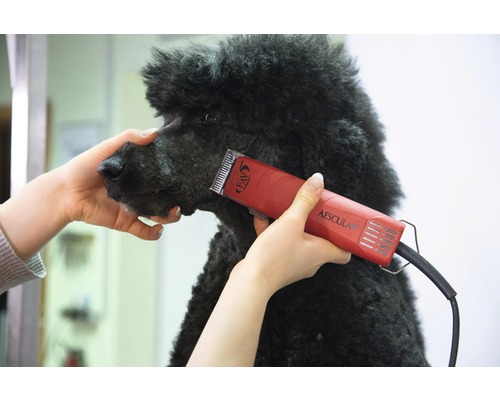 Caniche noir tondu avec une tondeuse Aesculap rouge