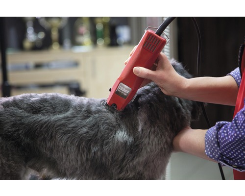 Un chien est toiletté avec une tondeuse électrique.