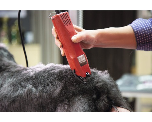 Une personne coupe les poils d''un chien avec une tondeuse