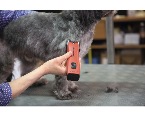 Hund wird mit einer Haarschneidemaschine getrimmt