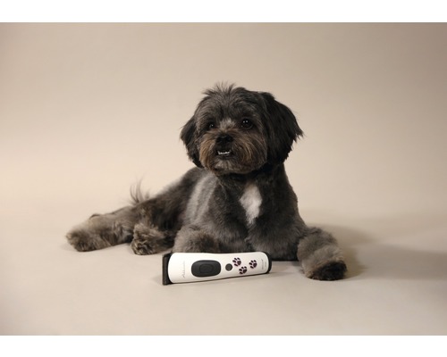 Un chien est allongé à côté d''une tondeuse pour animaux.