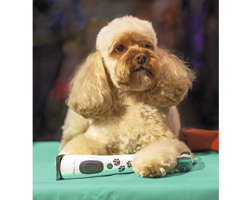 Chien avec tondeuse pour l''entretien du pelage