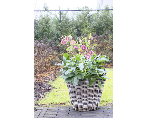 Blumentopf mit Christrosen im Garten