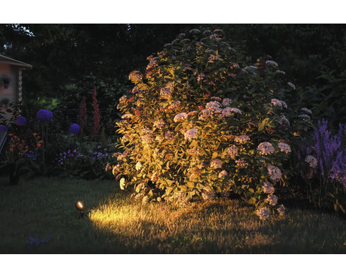 Jardin éclairé avec arbuste, gazon et luminaire de jardin
