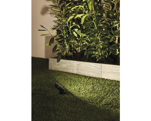 Jardin avec pelouse, plantes et spot de sol