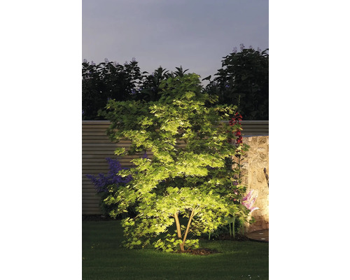 Jardin illuminé avec arbre de nuit.