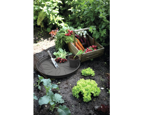 Scène de jardin avec des légumes récoltés dans une caisse en bois et une soucoupe avec des outils de jardinage.