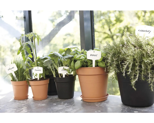 Diverses plantes aromatiques en pots avec étiquettes de plantes