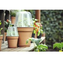Pots de fleurs avec couvercles de culture transparents sur une table de jardin.