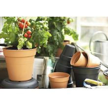 Scène avec des plants de tomates dans des pots et autres pots de fleurs