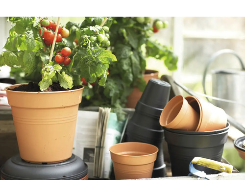 Anzuchttöpfe und Tomatenpflanze in einem Garten.