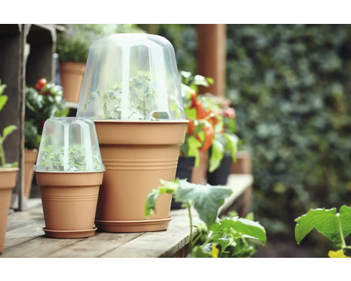 Szene mit Pflanztöpfen und transparenten Anzuchthauben auf einem Holzboden im Garten.