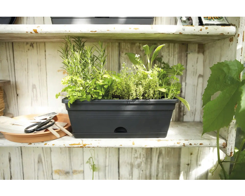 Schwarzer Pflanzkasten mit Kräutern auf einem Regal