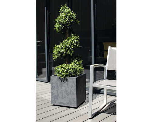 Spiralförmiger Buchsbaum in grauem Pflanzgefäß neben einem Stuhl