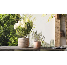 Scène de jardin décorative avec hortensia et romarin en pots sur une table en bois