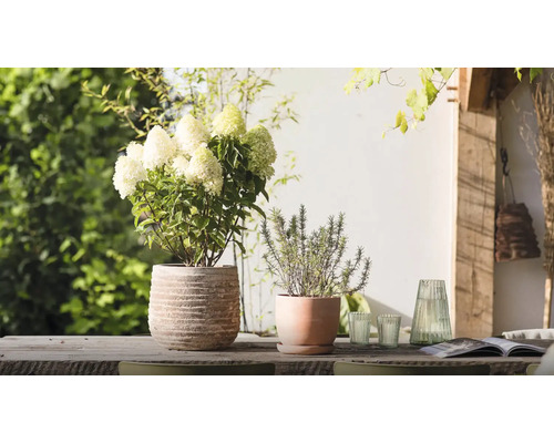 Scène de jardin décorative avec hortensia et romarin en pots sur une table en bois