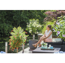 Scène de jardin avec une femme assise sur un banc, entourée de plantes fleuries comme un grenadier et des hortensias