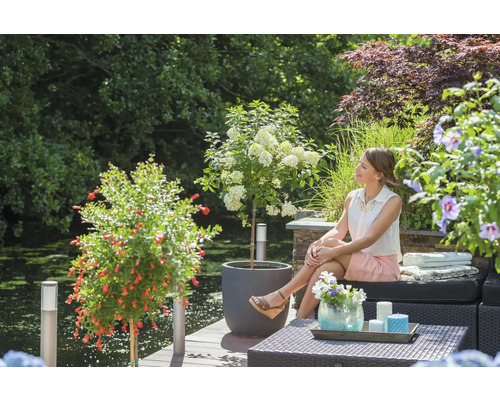 Scène de jardin avec une femme assise sur un banc, entourée de plantes fleuries comme un grenadier et des hortensias
