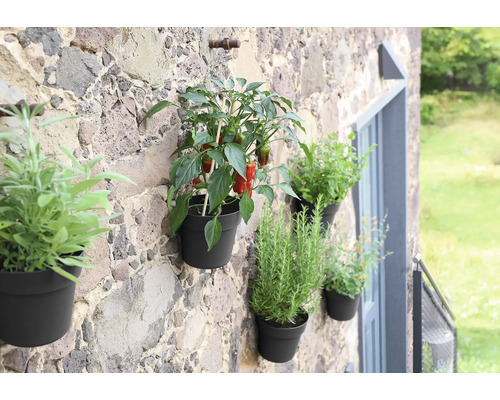 Wand mit Kräutern und Gemüsepflanzen in Töpfen