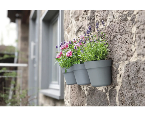 Drei graue Blumentöpfe mit Rosen und Lavendel an einer Steinmauer.