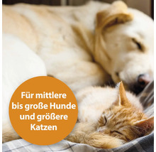 Chien et chat dormant sur un coussin. Convient aux chiens de taille moyenne à grande et aux grands chats.