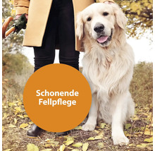 Chien au pelage soigné à l''extérieur