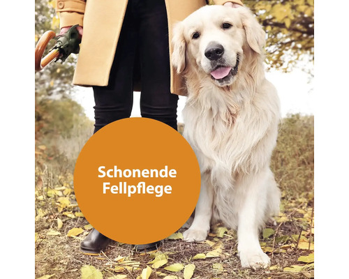 Chien au pelage soigné à l''extérieur