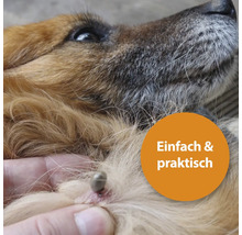 Zecke auf Hundehaut mit Hinweis Einfach und praktisch
