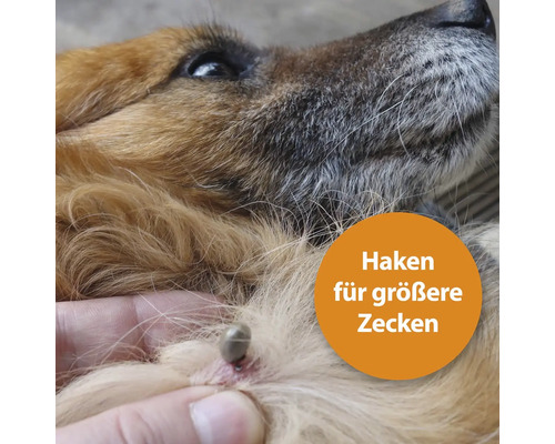 Tique sur la peau d''un chien