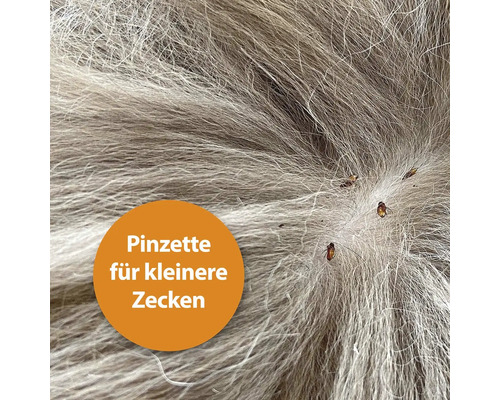Tiques dans le pelage d''un animal