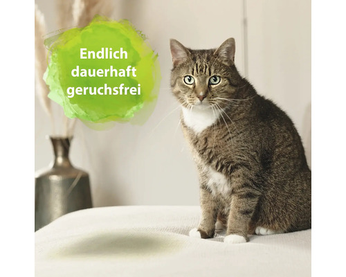 Eine getigerte Katze sitzt auf einer Decke. Im Hintergrund steht eine Vase mit Pflanzen. Ein grüner Farbklecks mit dem Text ''Endlich dauerhaft geruchsfrei'' ist zu sehen.