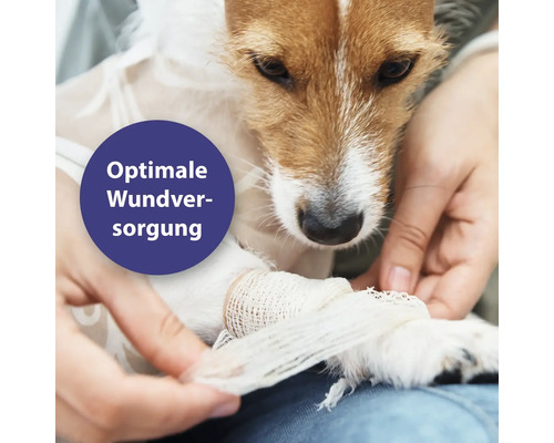 Un chien reçoit un bandage sur la jambe. Soin optimal des plaies pour les animaux.